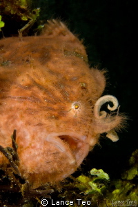Hairy frog fish taken at Anilao
f22 1/250 sec
Canon 60D... by Lance Teo 